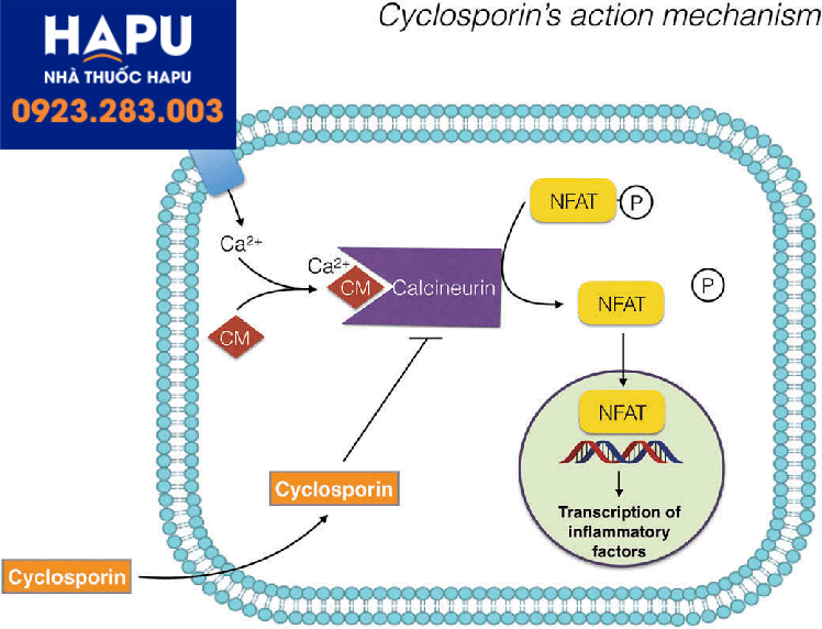 Cơ chế hoạt động của Ciclosporin