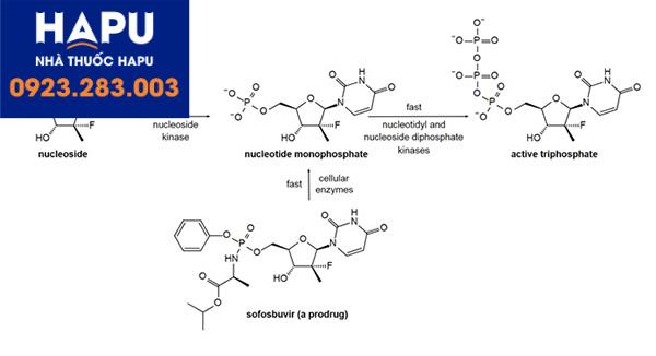 Cơ chế hoạt động của sofosbuvir trong thuốc Myvelpa