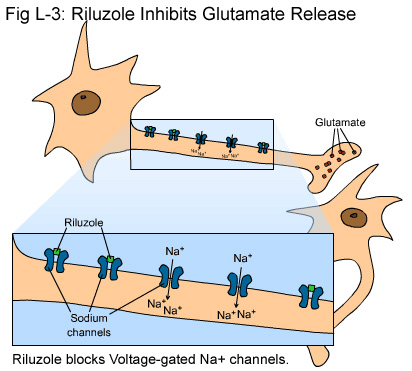 Riluzole ức chế sự giải phóng glutamate
