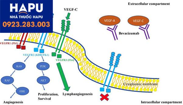 Tác dụng của Bevacizumab trên đương truyền tín hiệu VEGF