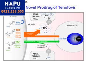 chuyển hóa của TDF và TAF trong cơ thể người
